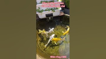 Nuôi Cá Koi Trong Chậu Kiểng Thật Đẹp - Nhân Vlog 1989