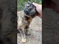 撫でる手にずっと顔寄せてるかわいい森のサビ猫ちゃん #Shorts