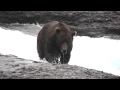 Rocky and (a few of) His Friends - McNeil River, August 12, 2011