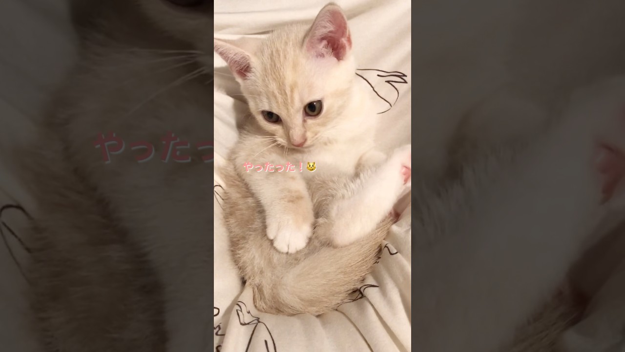 甘えん坊子猫が獲物を捕まえたらこうなりました #テアタイム