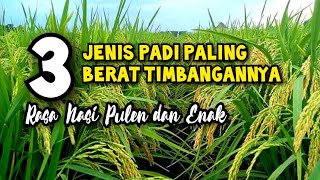 3 JENIS PADI PALING BERAT TIMBANGANNYA