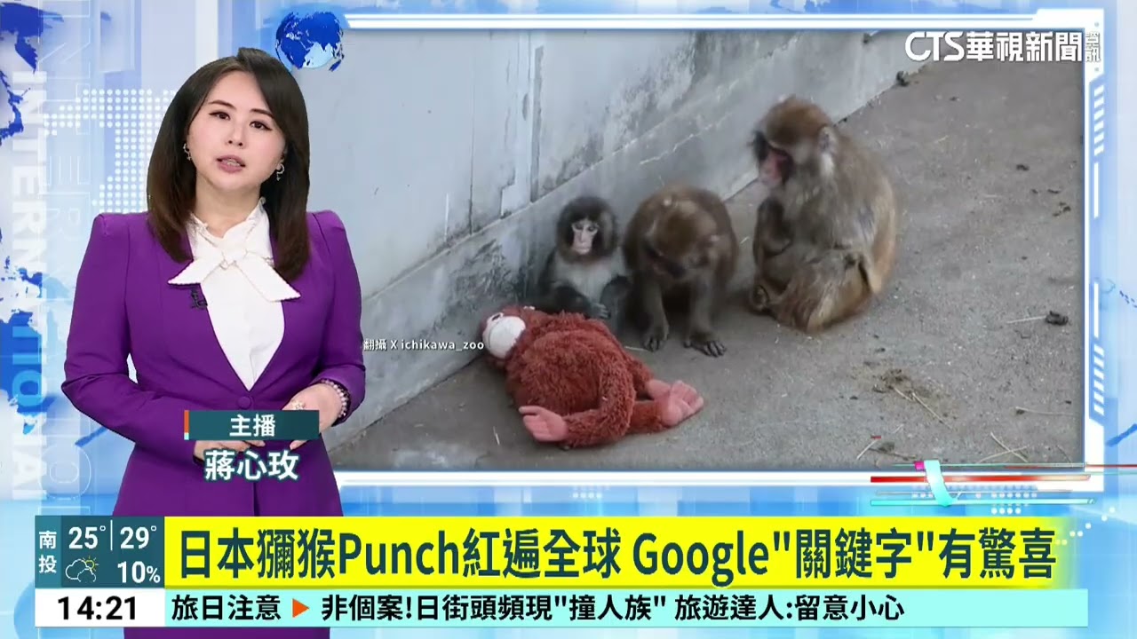 日本獼猴Punch紅遍全球　Google「關鍵字」有驚喜｜52華視國際特區｜20260226
