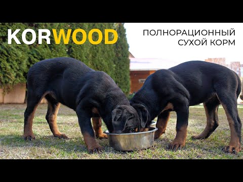 KORWOOD | Полнорационный сухой корм для собак (2022) KORWOOD | Полнорационный сухой корм для собак (2022)
