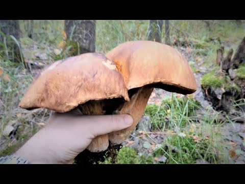 Video: Milloin boletus -sienet kasvavat ja miten ne kerätään