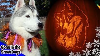 Gone to the Snow Dogs Pumpkins! Siberian Husky Pumpkin Carvings !