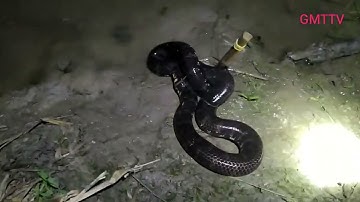 #28.Cắm Câu Rắn Trung | Nước Vào Ruộng Dính Cũng Êm Quá.@GhiềnMiềnTâyTv.