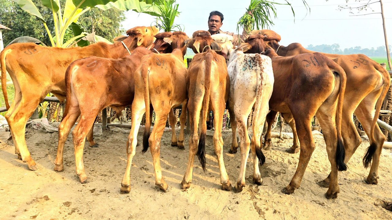 4/1/26/মিস করবেন না বর্ডার এলাকা থেকে ক্যাশ অন ডেলিভারিতে নতুন বছরের অফার।