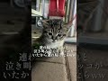ネッコ可愛すぎるよ〜wwwwwww