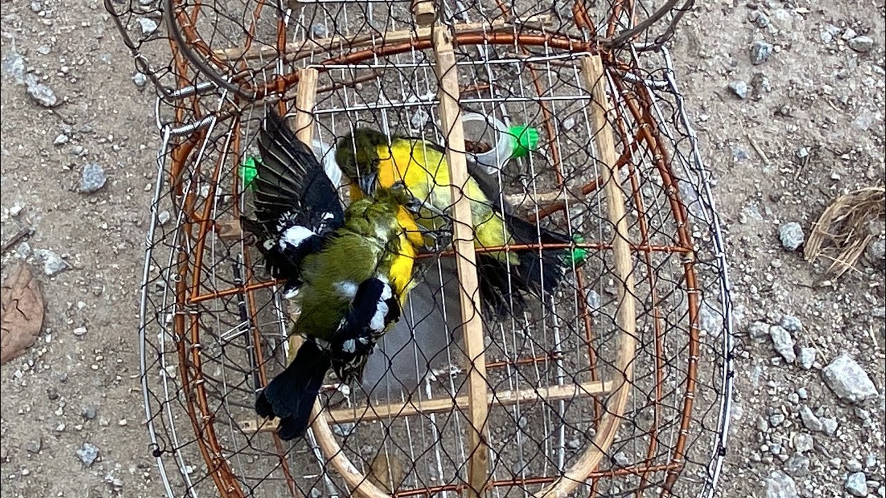 Tiếp tục săn huýt cô đầu đen nước ngọt