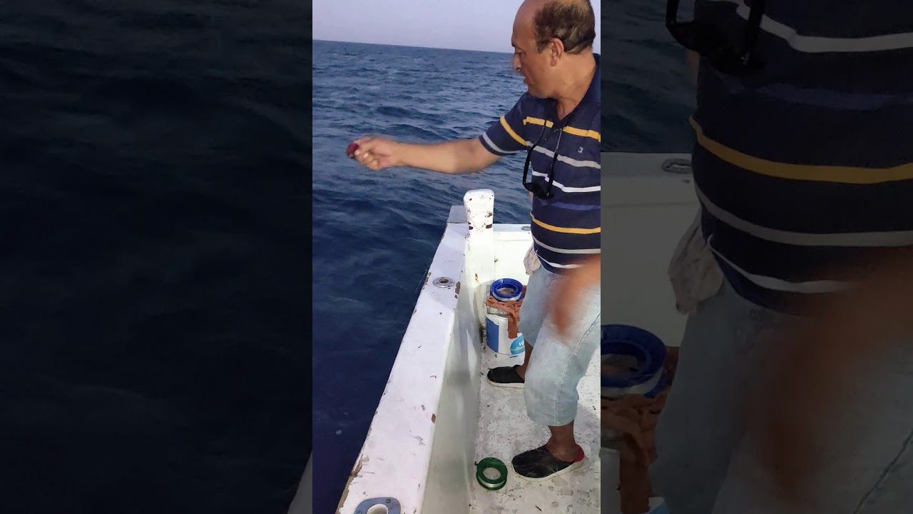 المركب المرزوقه مركب الاصدقاء. المكان الكونيسه. الريس وحيد ابو احمد والريس سيد عادل 01007859229