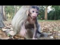 Life of monkeys - Ep55, Baby monkey with mom, monkey protects baby, monk...