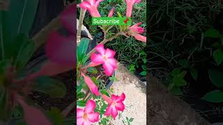 Bunga Kamboja merah || Adenium Merah sangat indah