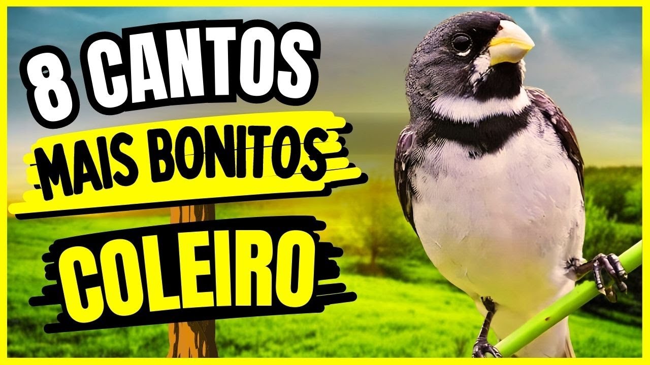 Papa capim cantando livre na natureza #sabia #aves #papacapim #coleiri