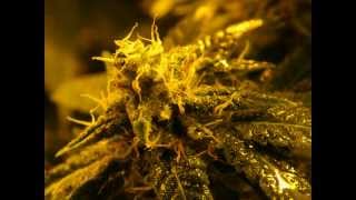 Neville's Haze Clone - Jurnal 29