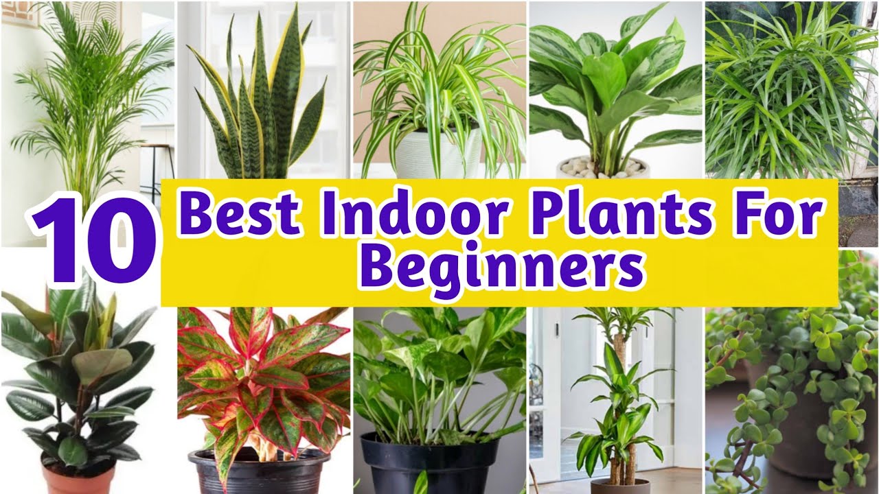 Top 10 Best Indoor Plants For Beginners | Air Purifying & Low Maintenance  Houseplants @ARPAgriArtist