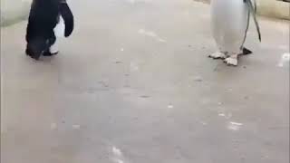 VID-20180719-WA0078.mp4