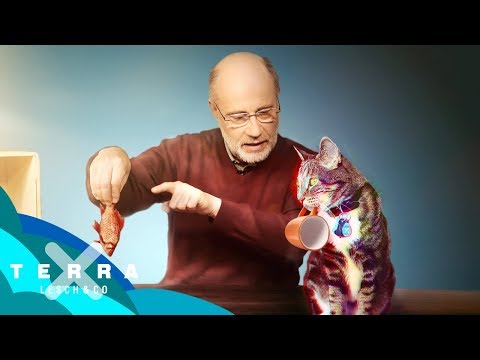 Video: Wann war Schrödingers Katze?