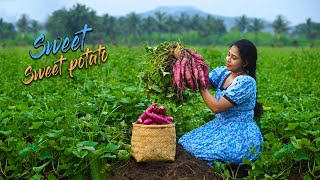 Sweet potatoes! best with aromatic spices as a curry as well as a Sweet dessert | Traditional Me