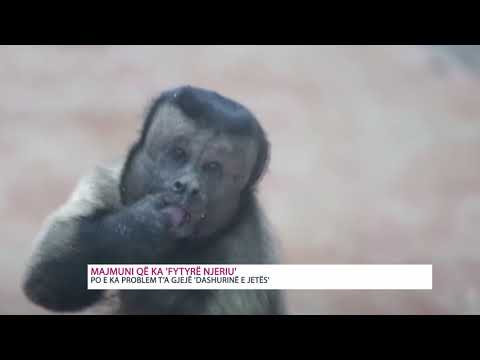 Video: Historia Tragjike E Një Shimpanze Që U Përpoq Të Mësohej Të Ishte Njeri