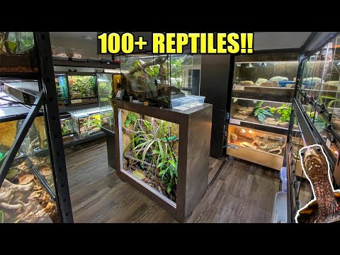 RARE REPTILES +