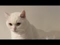 🔴Cat Live🇯🇵寝顔配信😴, 2026 #live #cat #scottishfold #猫 #قطة #кот #kucing #बिल्ली #gato #고양이
