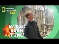 Pando: The Largest Living Organism