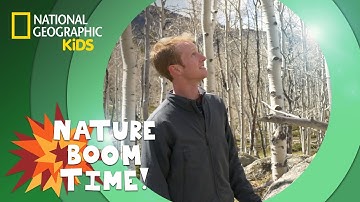 Tree Clones | Nature Boom Time | @natgeokids