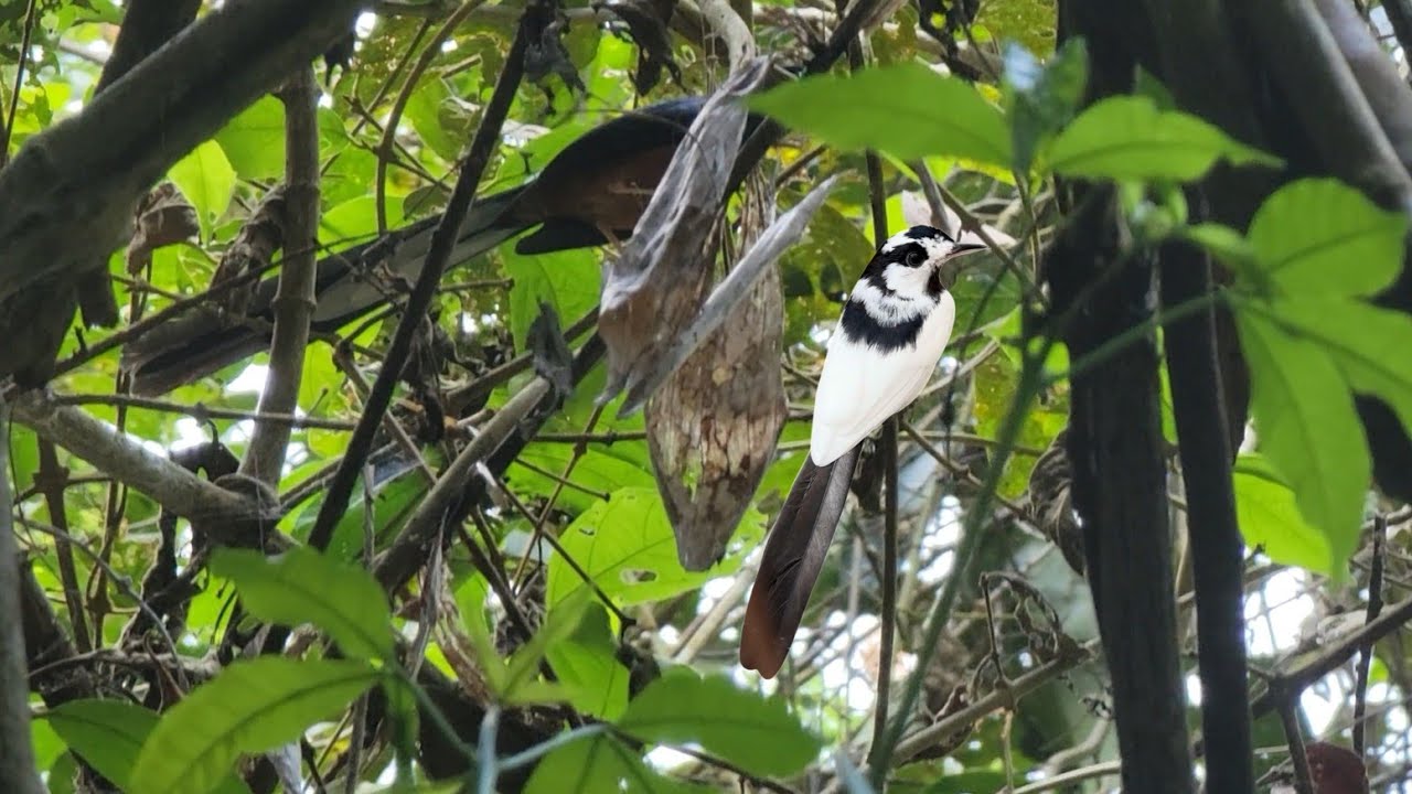 Bẫy chòe lửa 20cm tôm lụa kéo thuốc lào