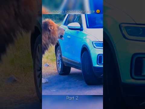 Lion Charges Tourist Car! 🦁😱 | Dangerous Safari Encounter 😮 #viral #wildlife #shorts #explore #yt
