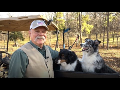 Must Love Dogs! Meet Roy's Australian Shepherds