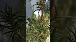 Rosemary Plant #Rosemary #manjuhandaorganicgardening