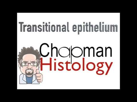 3 Min Histology - Transitional Epithelium