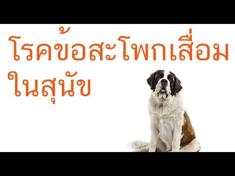 วีดีโอ: โรคกล้ามเนื้อตามกรรมพันธุ์ (โรคกล้ามเนื้อไม่อักเสบ) ในสุนัขลาบราดอร์รีทรีฟเวอร์