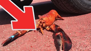 Crushing Things With Car Lobster Vs Car