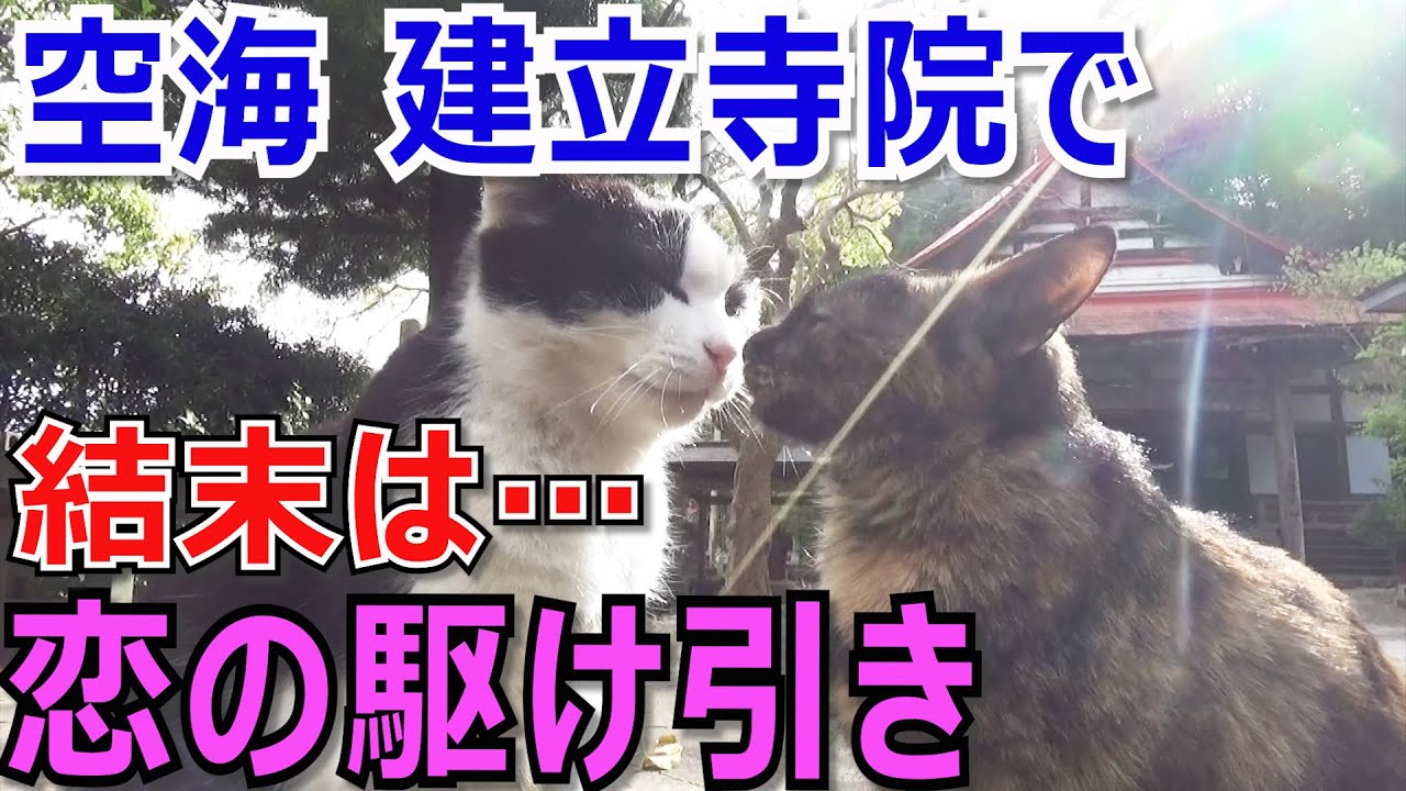 桜井寺の猫1 恋の駆け引き 空海創建の密教寺院に暮らす2匹のねこ Youtube 桜井寺の猫1 恋の駆け引き 空海創建の密教寺院に暮らす2匹のねこ Youtube