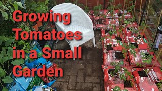 How to Grow 18 Varieties of Tomatoes in a Small Garden in Grow Bags