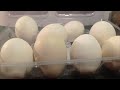 Incubación de 8 huevos de gallina