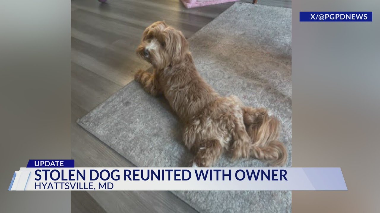 Dog reunited with owner after being stolen in armed robbery in PG ...