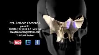ANATOMIA - HUESOS DE LA CABEZA HD ANATOMIA - HUESOS DE LA CABEZA HD