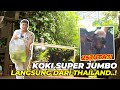 KOKI SUPER JUMBO INI LANGSUNG DARI SHOGUN FARM THAILAND, LANGKA BANGET..!