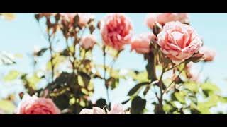 Vali Vijelie  Mama Mea Micua Mea