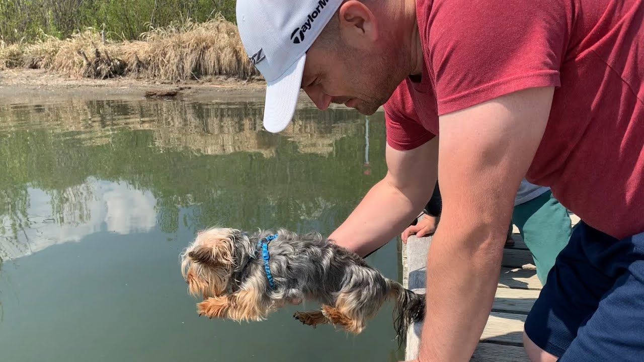 Yorkshire Terrier Swimming YouTube