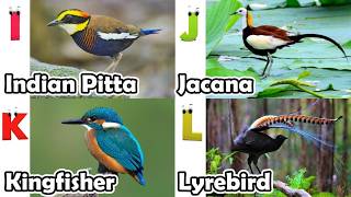 ABC Flying Animals Song for Kids | Learn English and Animals #abcd #2026