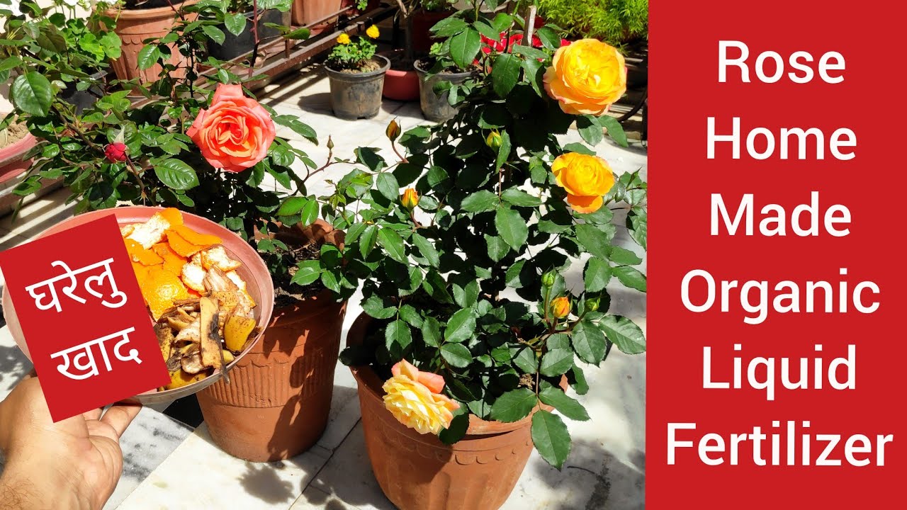 Home made liquid fertilizer for rose plant, गुलाब के लिए आर्गेनिक खाद