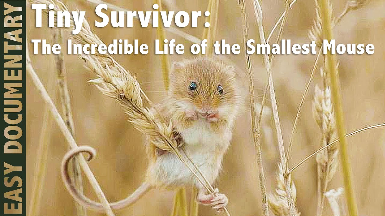 Tiny Survivor: The Incredible Life of the Smallest Mouse - Full Wildlife Documentary