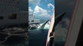 #Atlantic ocean#shark#boats  #trending #viral news screenshot 2