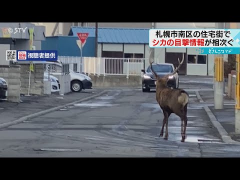 エゾシカの角　8キロ hqdefault.jpg