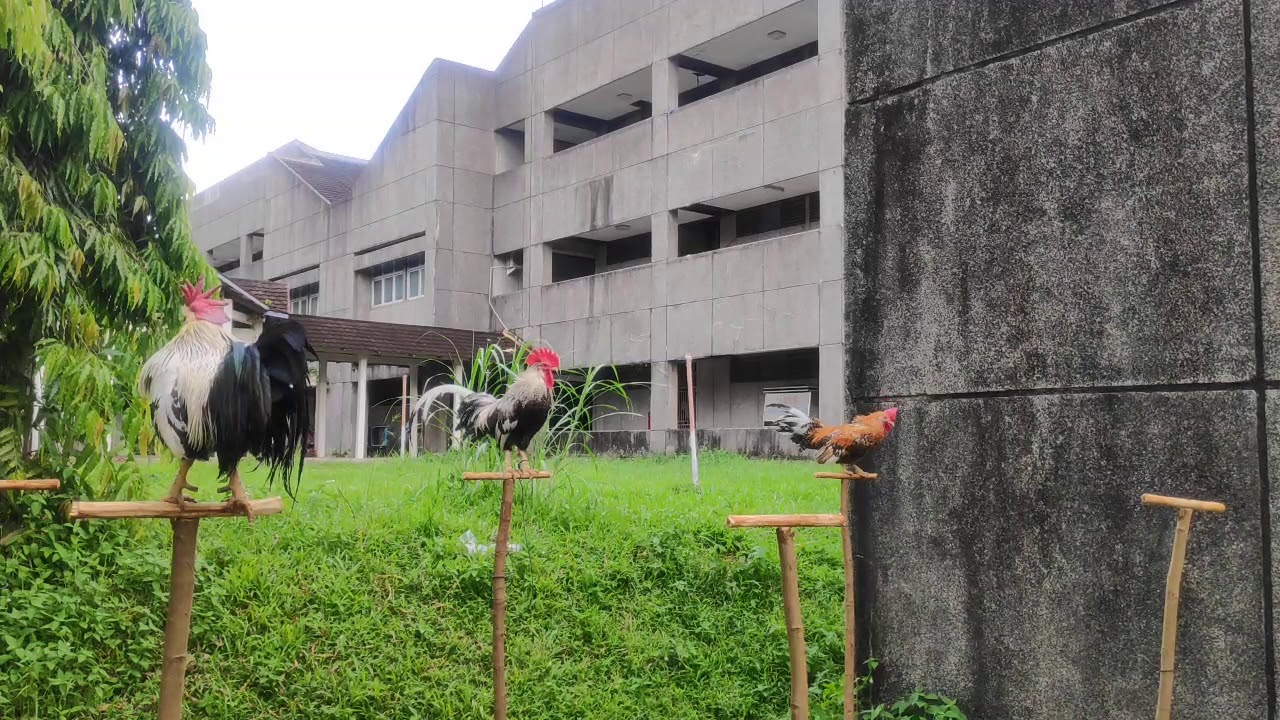AYAM KOKOK BALENGGEK 