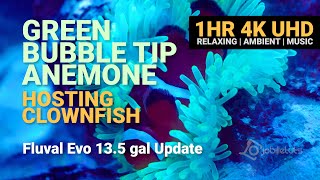Bubble Tip Anemone Hosting Clownfish 1HR 4K Video Relaxing Peaceful Ambient Music Fluval Evo 13.5 screenshot 3