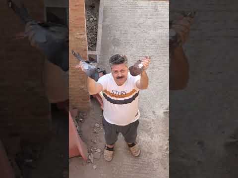 رضا الوالد اهم طيور   زافير اكسبلور